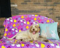 Boy~ Blue, a male Spinone Italiano for sale in Peru, IL – Photo 4 of 5