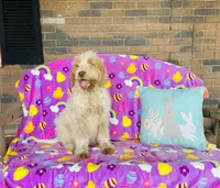 Boy~ Blue, a male Spinone Italiano for sale in Peru, IL – Photo 2 of 5