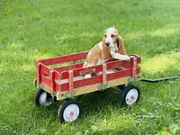 Ollie , a male Basset Hound for sale in Peru, IL – 5 of 5