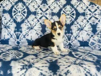 Female~Pink, a female Pembroke Welsh Corgi for sale in Peru, IL – 3 of 4