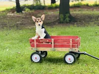 Female-Red , a female Pembroke Welsh Corgi for sale in Peru, IL – 4 of 5