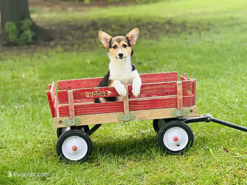 Female-Red  – Pembroke Welsh Corgi puppy for sale in Peru, IL