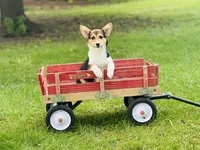 Female-Red , a female Pembroke Welsh Corgi for sale in Peru, IL – 1 of 5