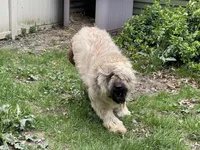 Bailey , a female Briard for sale in Peru, IL – 3 of 3