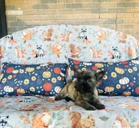 Honey , a female Cairn Terrier for sale in Peru, IL – 2 of 5