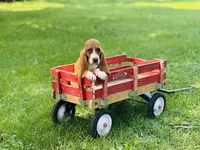 Dolly, a female Basset Hound for sale in Peru, IL – 2 of 5