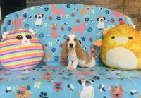 Maggie , a female Basset Hound for sale in Peru, IL – 4 of 5