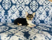 Female-Red , a female Pembroke Welsh Corgi for sale in Peru, IL – 4 of 5