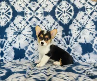 Boy~Purple , a male Pembroke Welsh Corgi for sale in Peru, IL – 2 of 4