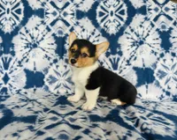 Boy~yellow , a male Pembroke Welsh Corgi for sale in Peru, IL – 3 of 4