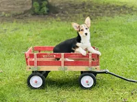 Female~Pink, a female Pembroke Welsh Corgi for sale in Peru, IL – 2 of 5
