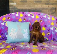 Male#4, a male Irish Setter for sale in Peru, IL – Photo 3 of 4