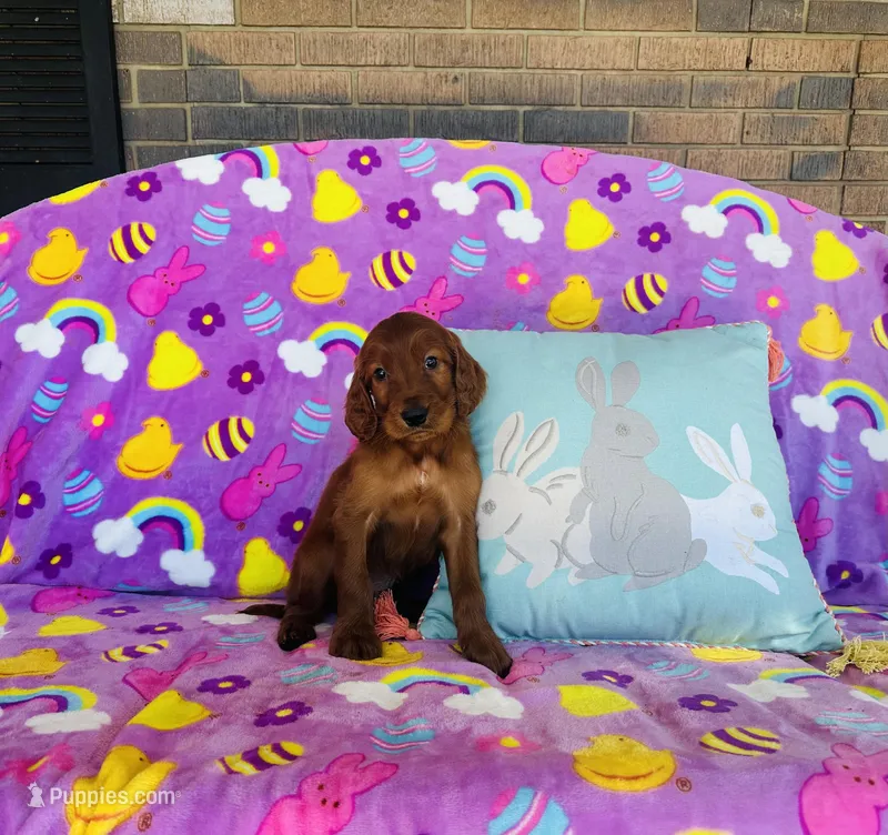 Male#4 – Irish Setter puppy for sale in Peru, IL
