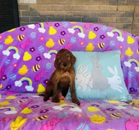 Male#4, a male Irish Setter for sale in Peru, IL – Photo 1 of 4