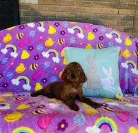 Male#4, a male Irish Setter for sale in Peru, IL – Photo 4 of 4