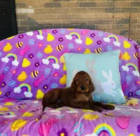 Male#4, a male Irish Setter for sale in Peru, IL – Photo 2 of 4
