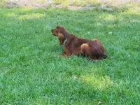 Male#3, a male Irish Setter for sale in Peru, IL – 4 of 7