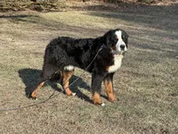 Sage, a male Bernese Mountain Dog for sale in Peru, IL – Photo 4 of 4