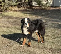 Sage, a male Bernese Mountain Dog for sale in Peru, IL – Photo 3 of 4