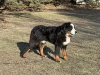 Sage, a male Bernese Mountain Dog for sale in Peru, IL – Photo 2 of 4