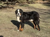 Sage, a male Bernese Mountain Dog for sale in Peru, IL – Photo 1 of 4