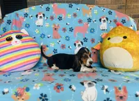 Penny , a female Basset Hound for sale in Peru, IL – 5 of 5