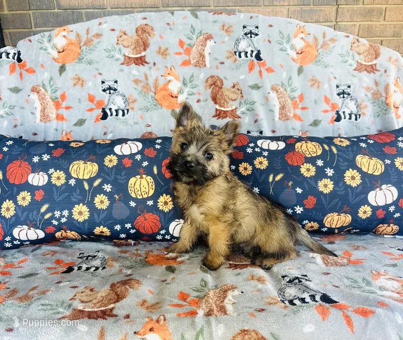 Ozzie  – Cairn Terrier puppy for sale in Peru, IL