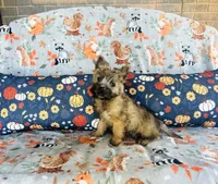 Ozzie , a male Cairn Terrier for sale in Peru, IL – 1 of 5