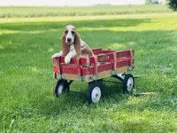 Daisy , a female Basset Hound for sale in Peru, IL – 3 of 5