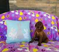 Male#3, a male Irish Setter for sale in Peru, IL – Photo 2 of 4