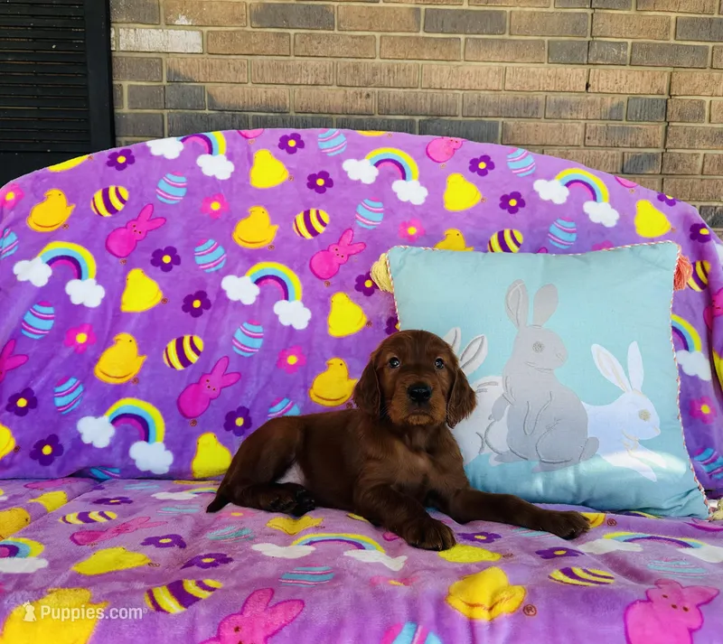 Male#3 – Irish Setter puppy for sale in Peru, IL