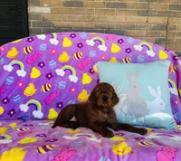 Male#3, a male Irish Setter for sale in Peru, IL – Photo 1 of 4