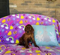 Male#3, a male Irish Setter for sale in Peru, IL – Photo 3 of 4