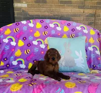 Male#3, a male Irish Setter for sale in Peru, IL – Photo 4 of 4