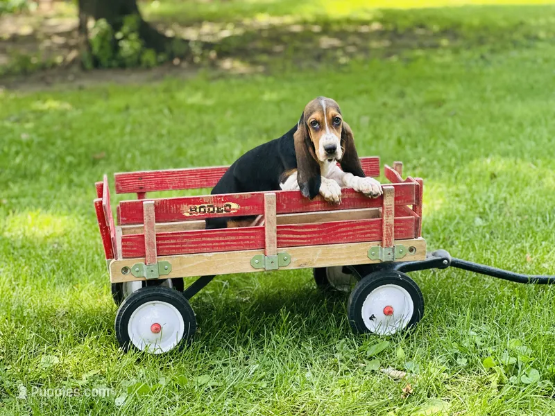 Penny  – Basset Hound puppy for sale in Peru, IL