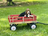 Penny , a female Basset Hound for sale in Peru, IL – 1 of 5