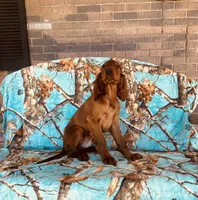 Male#3, a male Irish Setter for sale in Peru, IL – 2 of 3