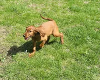 Female#1, a male Irish Setter for sale in Peru, IL – 3 of 5