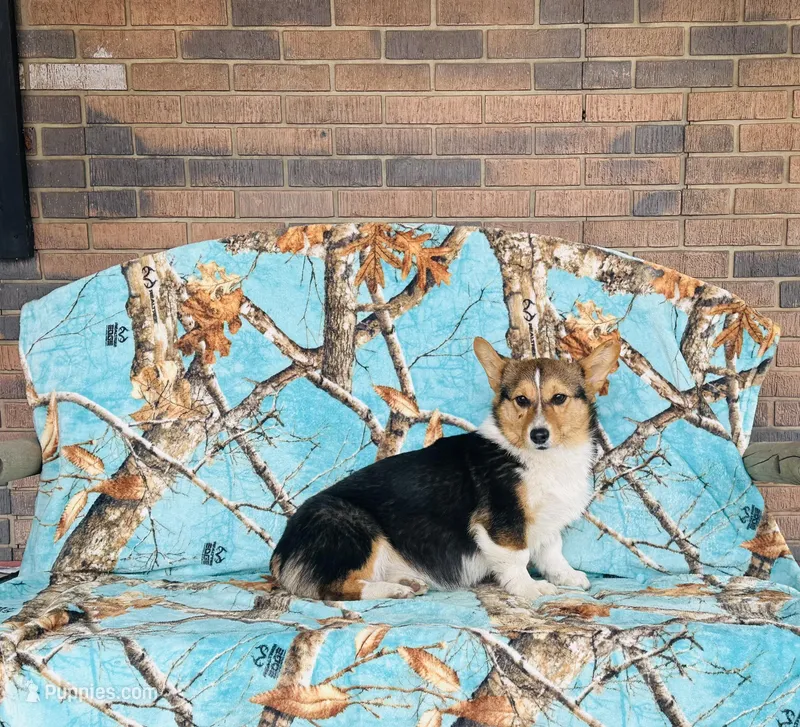 Girl~ Pink, a female Pembroke Welsh Corgi for sale in Peru, IL – Photo 1 of 5