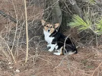 Girl~ Pink, a female Pembroke Welsh Corgi for sale in Peru, IL – Photo 5 of 5