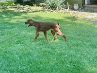 Male#3, a male Irish Setter for sale in Peru, IL – 3 of 7