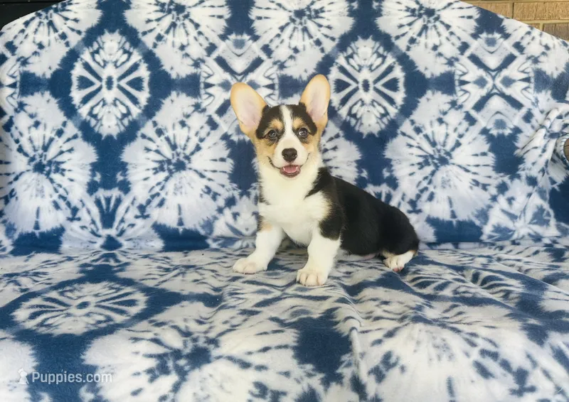 Female~Pink – Pembroke Welsh Corgi puppy for sale in Peru, IL