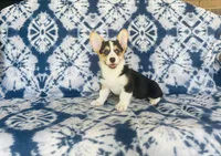Female~Pink, a female Pembroke Welsh Corgi for sale in Peru, IL – 1 of 4