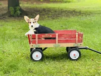 Female~Pink, a female Pembroke Welsh Corgi for sale in Peru, IL – 3 of 5