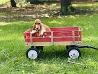 Winnie , a female Basset Hound for sale in Peru, IL – 4 of 5