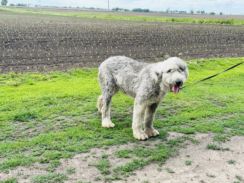 Gabby  – Old English Sheepdog puppy for sale in Peru, IL