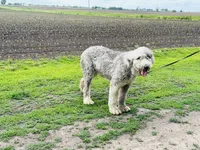 Gabby , a female Old English Sheepdog for sale in Peru, IL – 1 of 4