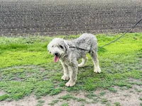 Gabby , a female Old English Sheepdog for sale in Peru, IL – 3 of 4