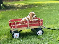 Maggie , a female Basset Hound for sale in Peru, IL – 2 of 5