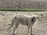Iris , a female Irish Wolfhound for sale in Peru, IL – 2 of 2